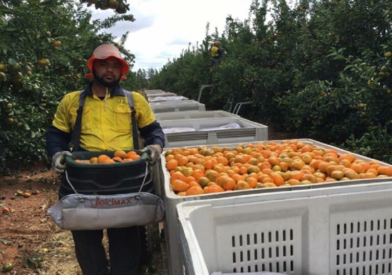 The Ultimate Guide to Visa-Sponsored Jobs in Canada